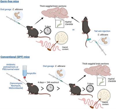 Absence of Bacteria Permits Fungal Gut-To-Brain Translocation and Invasion in <mark class="highlighted">Germfree Mice</mark> but Ageing Alone Does Not Drive Pathobiont Expansion in Conventionally Raised Mice